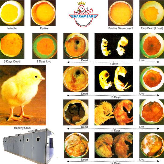 poultry farm equipment
